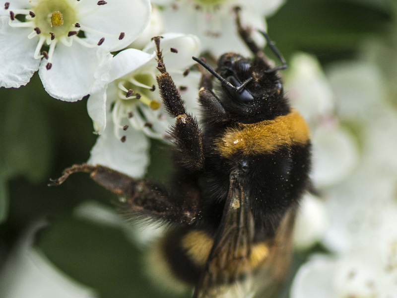 Bombus (Bombus) terrestris o lucorum